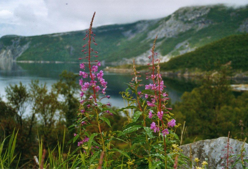 2002060903 skjerstadfjorden